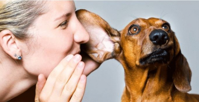 MESSAGGI DAGLI ANIMALI